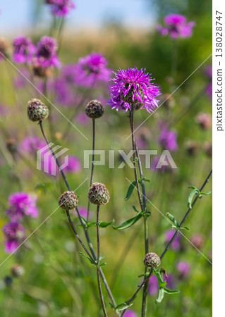 Centaurea scabiosa subsp. apiculata, Centaurea apiculata, Compositae. Wild plant shot in summer Centaurea scabiosa subsp. apiculata, Centaurea apiculata, Compositae. Wild plant shot in summer 138028747