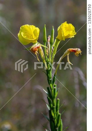 Yellow evening primrose Oenothera biennis, medicine plant for cosmetics, skin care and eczema Yellow evening primrose Oenothera biennis, medicine plant for cosmetics, skin care and eczema 138028750
