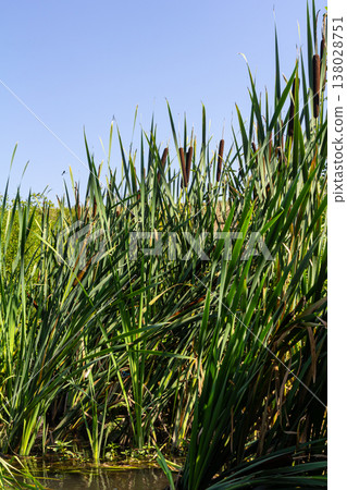 The broad-leaved bat Typha latifolia prefers marshy habitats, often inhabits the banks of ponds The broad-leaved bat Typha latifolia prefers marshy habitats, often inhabits the banks of ponds 138028751