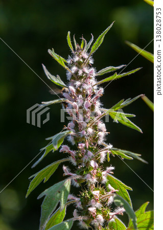 Leonurus cardiaca, known as motherwort. Other common names include throw-wort, lion's ear, and lion's tail. Medicinal plant. Grows in nature Leonurus cardiaca, known as motherwort. Other common names include throw-wort, lion's ear, and lion's tail. Medicinal plant. Grows in nature 138028753