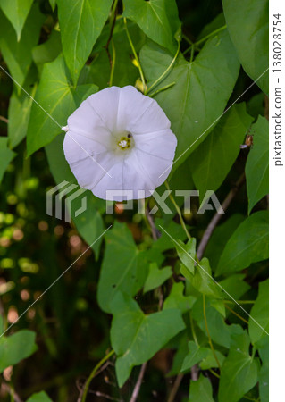 Field bindweed or Convolvulus arvensis European bindweed Creeping Jenny Possession vine herbaceous perennial plant with open and closed white flowers surrounded with dense green leaves Field bindweed or Convolvulus arvensis European bindweed Creeping Jenny Possession vine herbaceous perennial plant with open and closed white flowers surrounded with dense green leaves 138028754