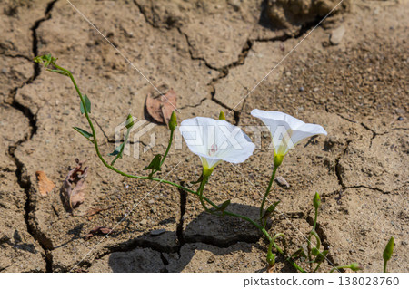 Field bindweed or Convolvulus arvensis European bindweed Creeping Jenny Possession vine herbaceous perennial plant with open and closed white flowers surrounded with dense green leaves Field bindweed or Convolvulus arvensis European bindweed Creeping Jenny Possession vine herbaceous perennial plant with open and closed white flowers surrounded with dense green leaves 138028760