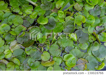 Hydrocharis morsus-ranae, frogbit, is a flowering plant belonging to the genus Hydrocharis in the family Hydrocharitaceae. It is a small floating plant resembling a small water lily Hydrocharis morsus-ranae, frogbit, is a flowering plant belonging to the genus Hydrocharis in the family Hydrocharitaceae. It is a small floating plant resembling a small water lily 138028766