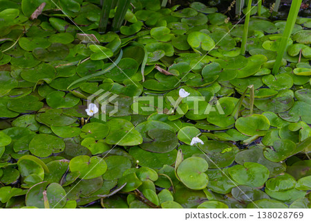 Hydrocharis morsus-ranae, frogbit, is a flowering plant belonging to the genus Hydrocharis in the family Hydrocharitaceae. It is a small floating plant resembling a small water lily Hydrocharis morsus-ranae, frogbit, is a flowering plant belonging to the genus Hydrocharis in the family Hydrocharitaceae. It is a small floating plant resembling a small water lily 138028769