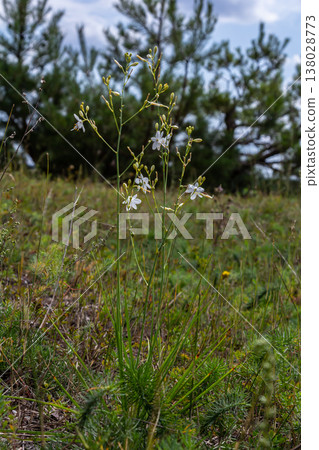 Fragile white and yellow flowers of Anthericum ramosum, star-shaped, growing in a meadow in the wild, blurred green background, warm colors, bright and sunny summer day 138028773