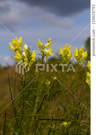 Flaxseed or wild snapdragon Linaria vulgaris is a medicinal herb. Wildflowers inflorescence Flaxseed or wild snapdragon Linaria vulgaris is a medicinal herb. Wildflowers inflorescence 138028783