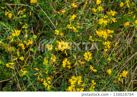 Medicago falcata, plant species of the genus Medicago. It is native to much of Europe and Asia Medicago falcata, plant species of the genus Medicago. It is native to much of Europe and Asia 138028784