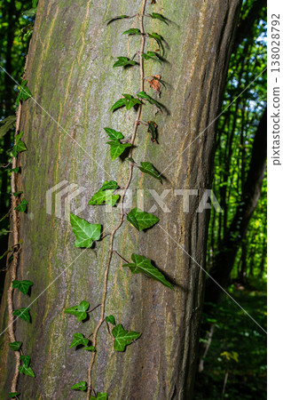 Fresh bright green leaves of ivy Hedera helix on grey-brown tree bark Fresh bright green leaves of ivy Hedera helix on grey-brown tree bark 138028792