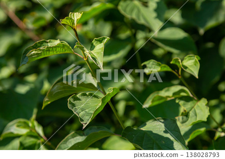 Cornus sanguinea is a perennial plant of the sod family. A tall shrub with small flowers and black inedible berries. Turf-well is grown as an ornamental plant Cornus sanguinea is a perennial plant of the sod family. A tall shrub with small flowers and black inedible berries. Turf-well is grown as an ornamental plant 138028793