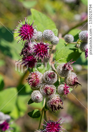 Arctium tomentosum, commonly known as the woolly burdock is a species of burdock belonging to the family Asteraceae Arctium tomentosum, commonly known as the woolly burdock is a species of burdock belonging to the family Asteraceae 138028794