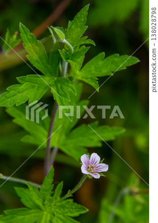 Siberian geranium Geranium sibiricum grows in summer in the wild Siberian geranium Geranium sibiricum grows in summer in the wild 138028798