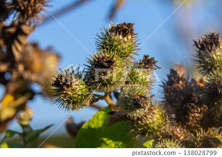 fresh leaves and purple flowers of Arctium lappa plant fresh leaves and purple flowers of Arctium lappa plant 138028799