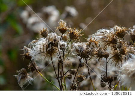 Centaurea scabiosa subsp. apiculata, Centaurea apiculata, Compositae. Wild plant shot in summer 138028811
