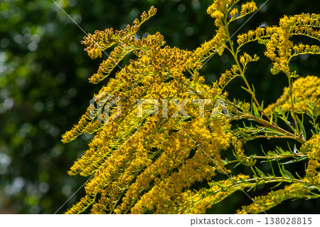 Canadian goldenrod, cluster of small yellow flower heads, close up. Solidago canadensis or brendiae is an ornamental perennial herb, herbaceous flowering plant of the family Asteraceae, Compositae Canadian goldenrod, cluster of small yellow flower heads, close up. Solidago canadensis or brendiae is an ornamental perennial herb, herbaceous flowering plant of the family Asteraceae, Compositae 138028815