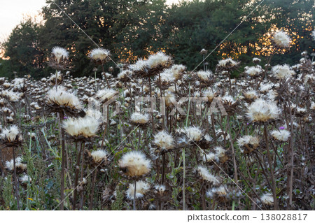 Milk thistle seed head - Latin name - Silybum marianum Milk thistle seed head - Latin name - Silybum marianum 138028817
