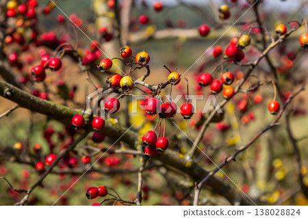 clusters of red fruits Crataegus coccinata tree close up clusters of red fruits Crataegus coccinata tree close up 138028824