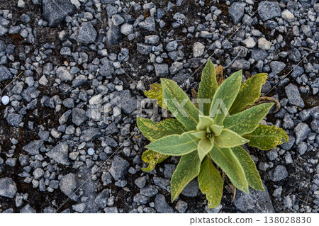 A hairy mullein plant. Latin name Verbascum thapsus. Close-up of fresh leaves of a mullein plant growing on rocks. Mullein plant with large soft leaves emerging. Greater or common mullein 138028830