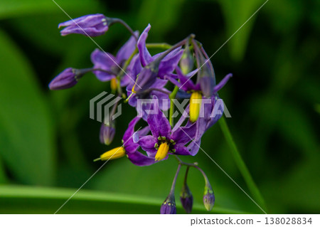 Bittersweet nightshade Solanum dulcamara flowers and buds with leaves. Place for text Bittersweet nightshade Solanum dulcamara flowers and buds with leaves. Place for text 138028834