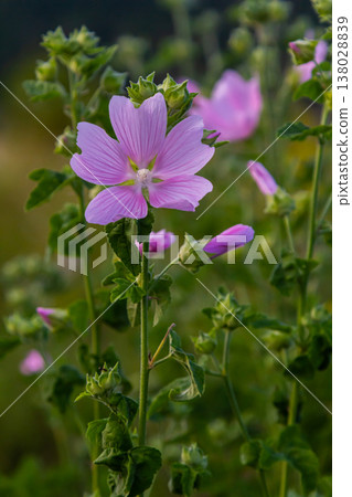 Close-up of beautiful flowers in the sun in spring. Malva common. Malva sylvestris. Common mallow 138028839