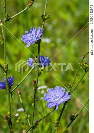 Beautiful chicory flowers grow on stems in the wild. Field of wild herbal plants. Green blurred natural background Beautiful chicory flowers grow on stems in the wild. Field of wild herbal plants. Green blurred natural background 138028841
