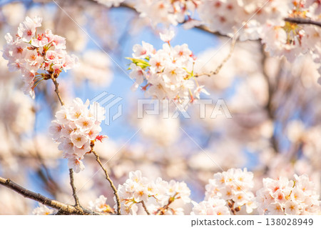 Cherry blossoms in full bloom, heralding the arrival of spring, and soft light. Cherry blossoms in full bloom, heralding the arrival of spring, and soft light. 138028949