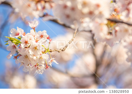 Cherry blossoms in full bloom, heralding the arrival of spring, and soft light. Cherry blossoms in full bloom, heralding the arrival of spring, and soft light. 138028950