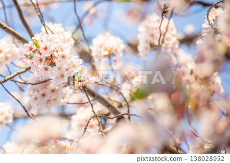 Cherry blossoms in full bloom, heralding the arrival of spring, and soft light. 138028952