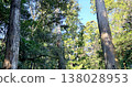 Background image of a forest with sunlight filtering through the trees and tall trees in a natural landscape. 138028953