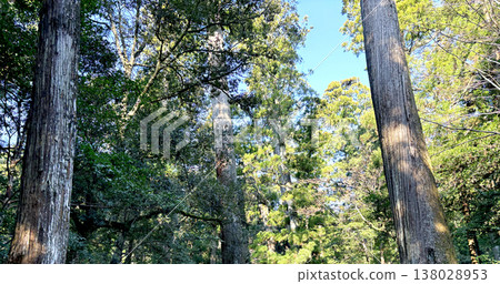 Background image of a forest with sunlight filtering through the trees and tall trees in a natural landscape. 138028953
