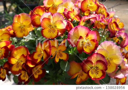 中提琴盛開 138028956