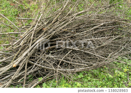 Pile Of Cut Branches And Twigs On Green Grass After Garden Pruning For Firewood Or Compost Pile Of Cut Branches And Twigs On Green Grass After Garden Pruning For Firewood Or Compost 138028983