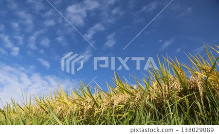 Rice and blue sky swaying in the wind 138029089