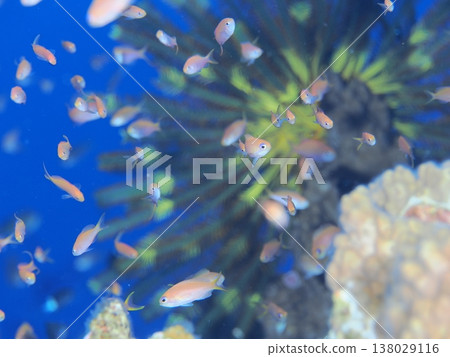 海戈爾迪 海戈爾迪 138029116