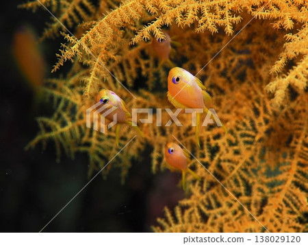 Goldfish ♀ 138029120