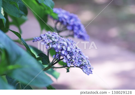 陽光和繡球花 138029128