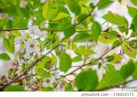 The soft spring light where fresh green leaves and cherry blossoms mingle. 138029155