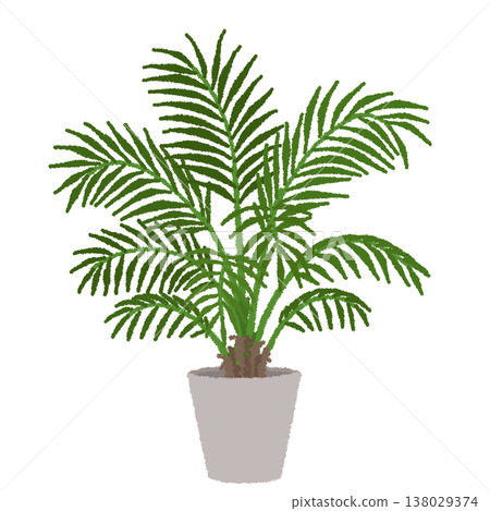 Illustration of Kentia palm Illustration of Kentia palm 138029374