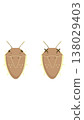 Illustration of a rice stink bug, a pest of rice plants. 138029403