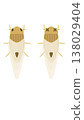 Illustration of a rice pest, the planthopper. 138029404