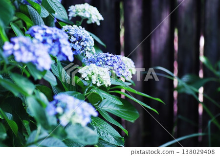 Sunlight filtering through the trees and blue hydrangeas Sunlight filtering through the trees and blue hydrangeas 138029408