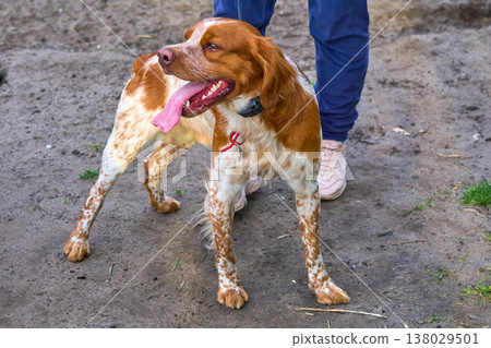 Cute red ginger spaniel near legs his owner 138029501