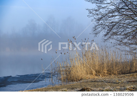 Calm Misty Morning Lake Shore With Golden Reeds And Bare Trees In Winter Fog 138029506