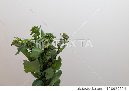 麵條麵條 麵條麵條 138029524