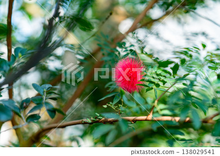 Red flowers of the large red kale blooming on the branches 138029541