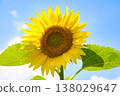Sunflower blooming towards the sun 138029647