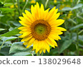 A close-up photo of yellow sunflower flowers in a sunflower field 138029648