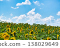 Sunflowers stretching into the summer sky 138029649