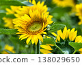 A close-up photo of yellow sunflower flowers in a sunflower field 138029650