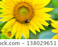 Bee sucking sunflower nectar 138029651