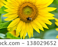 Bee sucking sunflower nectar 138029652